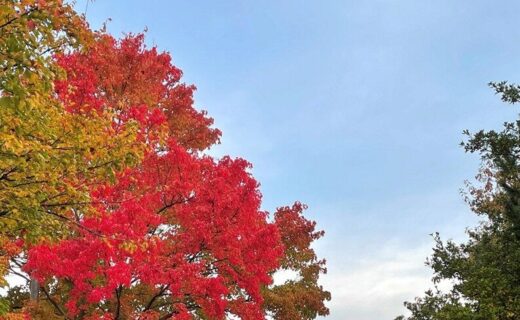 知財とっとり２０２５.１１月号を発行しました